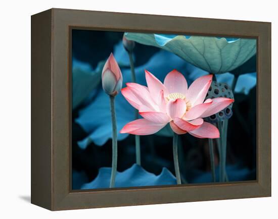 Blooming Lotus Flower-kenny001-Framed Premier Image Canvas