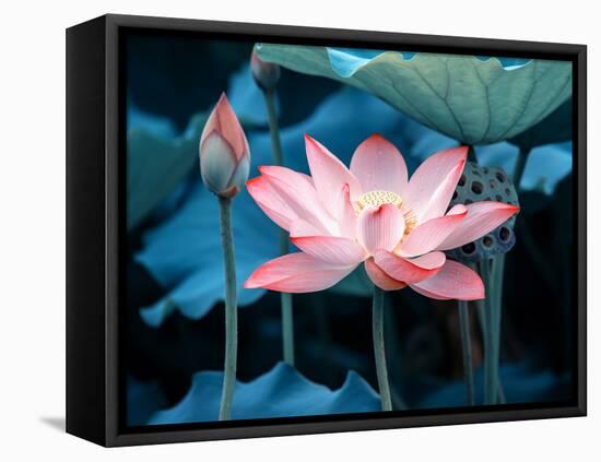 Blooming Lotus Flower-kenny001-Framed Premier Image Canvas