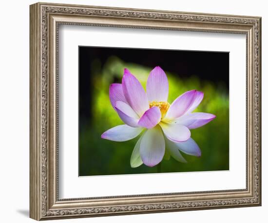 Blooming Lotus Flower-George Oze-Framed Photographic Print