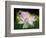 Blooming Lotus Flower-George Oze-Framed Photographic Print