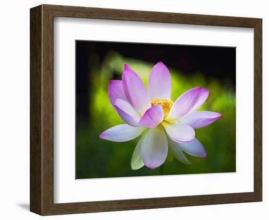 Blooming Lotus Flower-George Oze-Framed Photographic Print