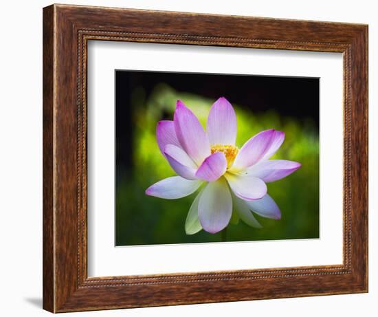 Blooming Lotus Flower-George Oze-Framed Photographic Print