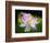 Blooming Lotus Flower-George Oze-Framed Photographic Print