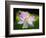 Blooming Lotus Flower-George Oze-Framed Photographic Print