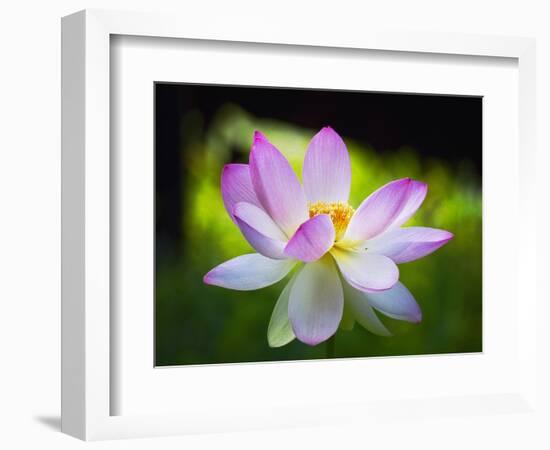 Blooming Lotus Flower-George Oze-Framed Photographic Print