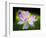 Blooming Lotus Flower-George Oze-Framed Photographic Print