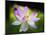 Blooming Lotus Flower-George Oze-Mounted Photographic Print