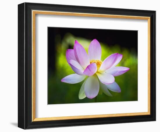 Blooming Lotus Flower-George Oze-Framed Photographic Print