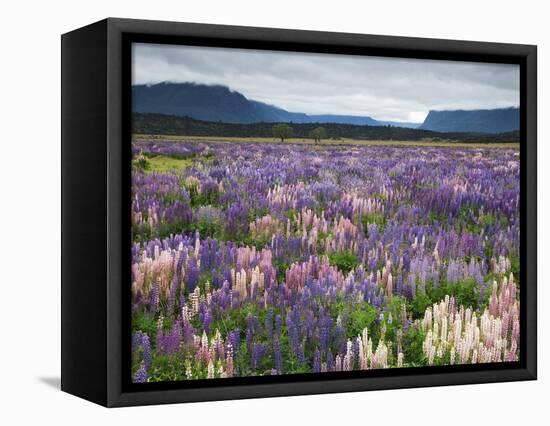 Blooming Lupine Near Town of Teanua, South Island, New Zealand-Dennis Flaherty-Framed Premier Image Canvas