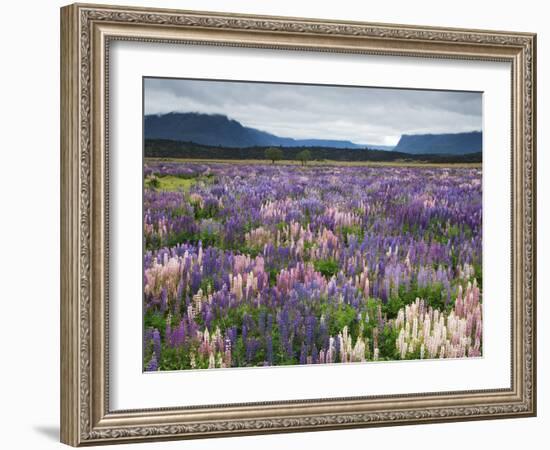 Blooming Lupine Near Town of Teanua, South Island, New Zealand-Dennis Flaherty-Framed Photographic Print