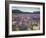 Blooming Lupine Near Town of Teanua, South Island, New Zealand-Dennis Flaherty-Framed Photographic Print