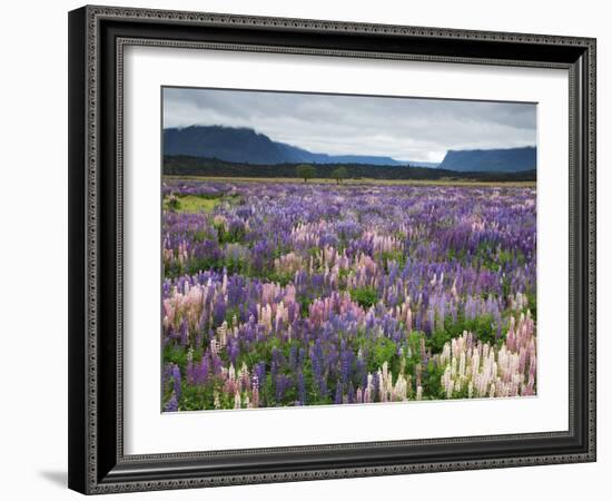 Blooming Lupine Near Town of Teanua, South Island, New Zealand-Dennis Flaherty-Framed Photographic Print