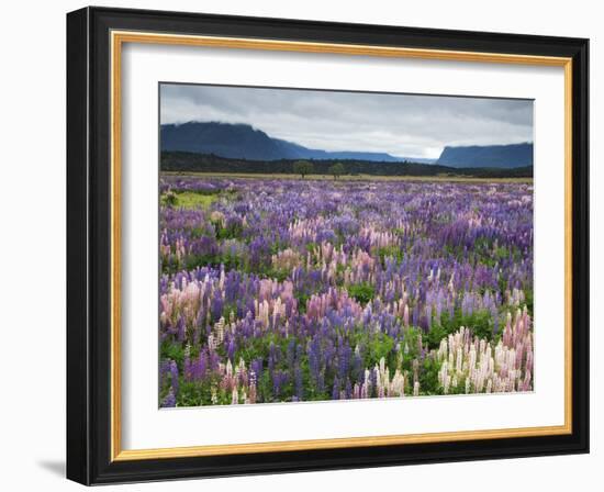 Blooming Lupine Near Town of Teanua, South Island, New Zealand-Dennis Flaherty-Framed Photographic Print