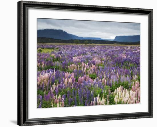 Blooming Lupine Near Town of Teanua, South Island, New Zealand-Dennis Flaherty-Framed Photographic Print