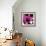 Blooming Magenta-Herb Dickinson-Framed Photographic Print displayed on a wall