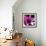 Blooming Magenta-Herb Dickinson-Framed Photographic Print displayed on a wall