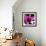 Blooming Magenta-Herb Dickinson-Framed Photographic Print displayed on a wall