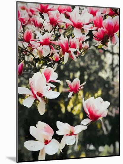 Blooming Magnolia, 2018,-Helen White-Mounted Giclee Print