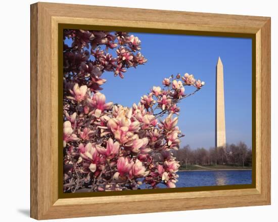 Blooming Magnolia near Washington Monument-Alan Schein-Framed Premier Image Canvas