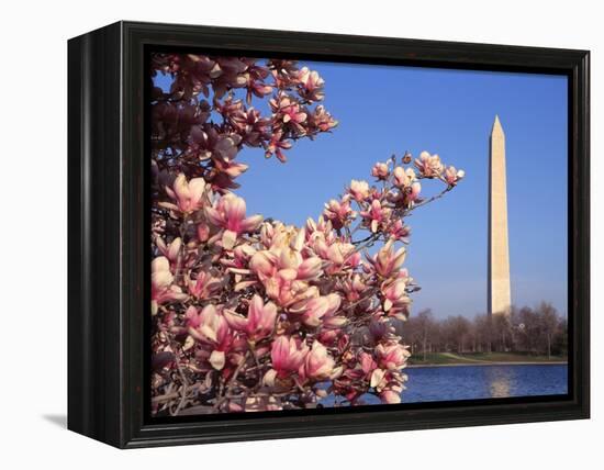Blooming Magnolia near Washington Monument-Alan Schein-Framed Premier Image Canvas
