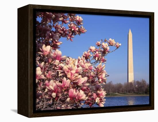 Blooming Magnolia near Washington Monument-Alan Schein-Framed Premier Image Canvas