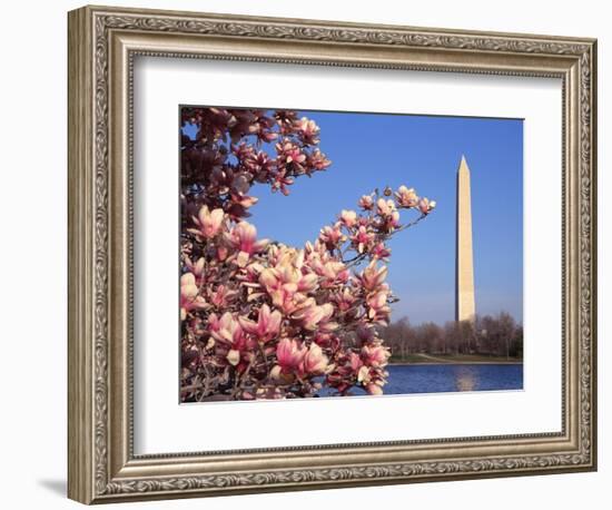 Blooming Magnolia near Washington Monument-Alan Schein-Framed Photographic Print