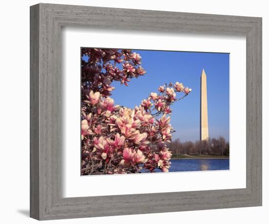 Blooming Magnolia near Washington Monument-Alan Schein-Framed Photographic Print