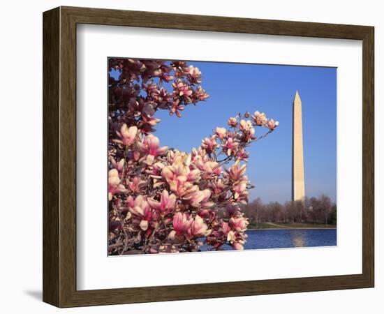 Blooming Magnolia near Washington Monument-Alan Schein-Framed Photographic Print