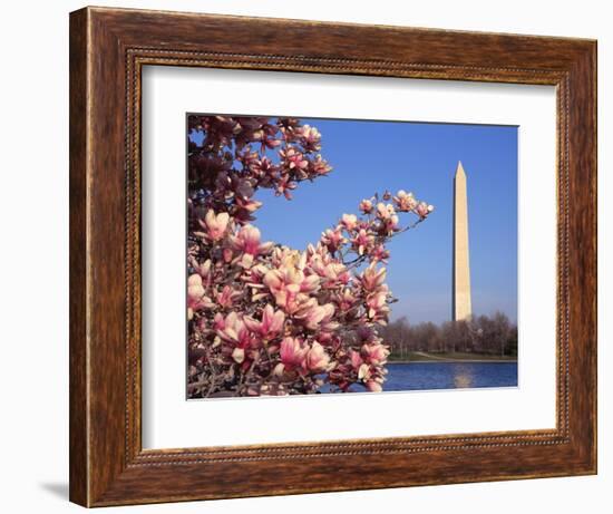 Blooming Magnolia near Washington Monument-Alan Schein-Framed Photographic Print