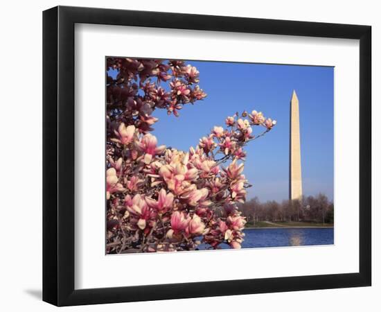 Blooming Magnolia near Washington Monument-Alan Schein-Framed Photographic Print