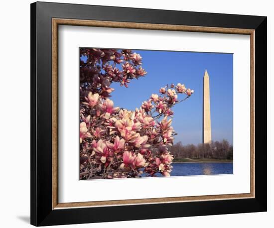 Blooming Magnolia near Washington Monument-Alan Schein-Framed Photographic Print