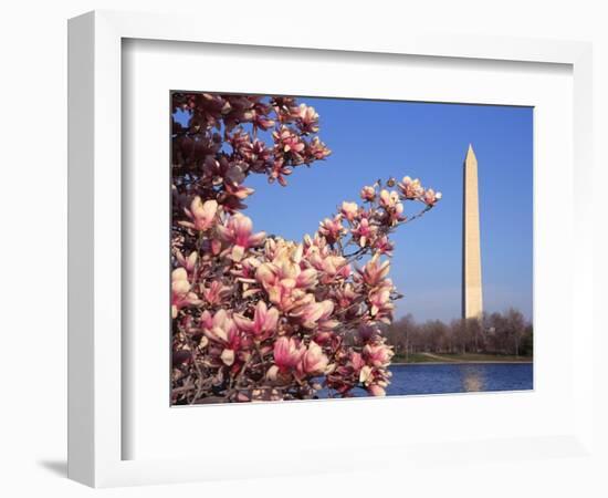 Blooming Magnolia near Washington Monument-Alan Schein-Framed Photographic Print