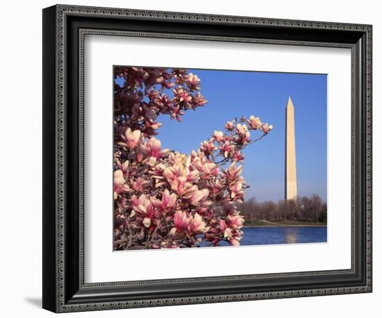 Blooming Magnolia near Washington Monument-Alan Schein-Framed Photographic Print