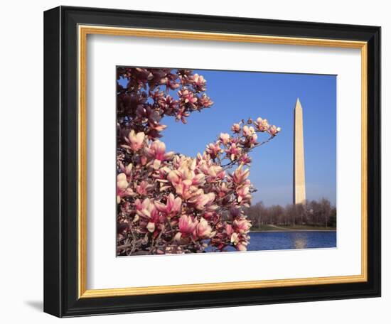 Blooming Magnolia near Washington Monument-Alan Schein-Framed Photographic Print