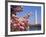 Blooming Magnolia near Washington Monument-Alan Schein-Framed Photographic Print