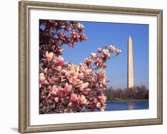 Blooming Magnolia near Washington Monument-Alan Schein-Framed Photographic Print