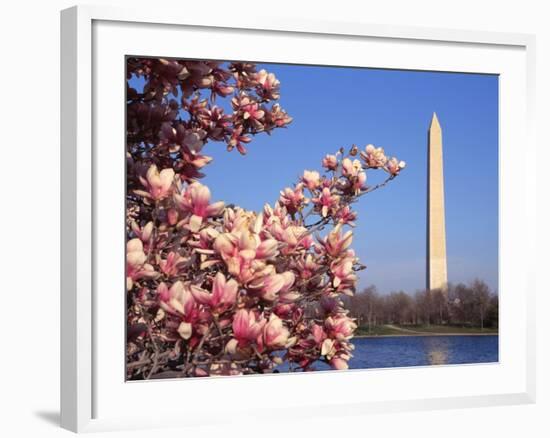 Blooming Magnolia near Washington Monument-Alan Schein-Framed Photographic Print