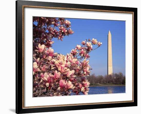 Blooming Magnolia near Washington Monument-Alan Schein-Framed Photographic Print