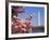 Blooming Magnolia near Washington Monument-Alan Schein-Framed Photographic Print