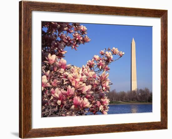 Blooming Magnolia near Washington Monument-Alan Schein-Framed Photographic Print