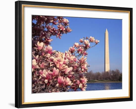 Blooming Magnolia near Washington Monument-Alan Schein-Framed Photographic Print