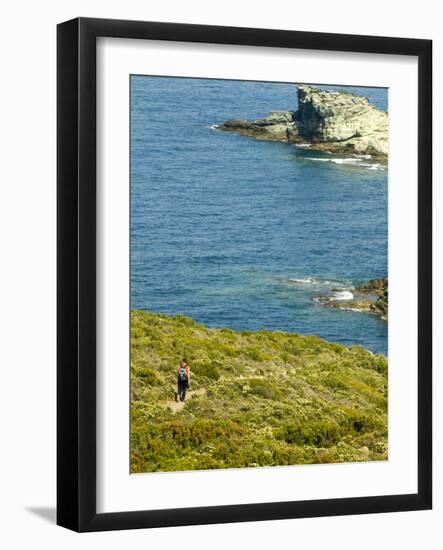 Blooming Maquis Along Rugged Mediterranean Coastline, Le Sentier Des Douaniers, Cap Corse-Trish Drury-Framed Photographic Print