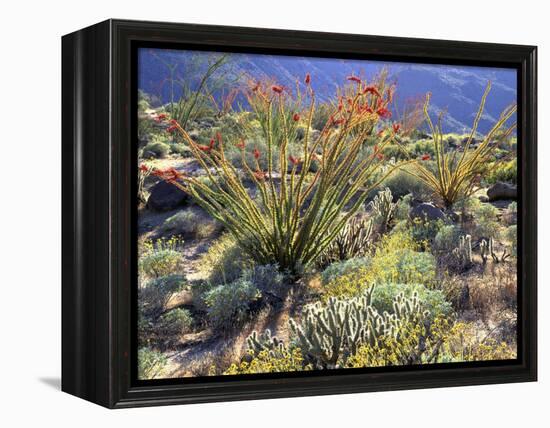 Blooming Ocotillo Cactus and Brittlebush Desert Wildflowers, Anza-Borrego Desert State Park-Christopher Talbot Frank-Framed Premier Image Canvas