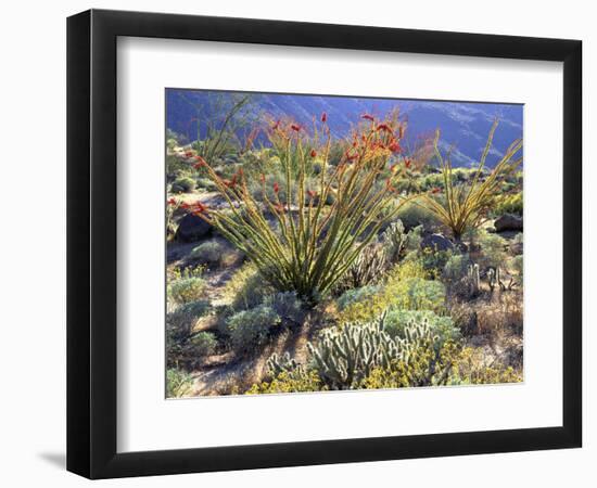 Blooming Ocotillo Cactus and Brittlebush Desert Wildflowers, Anza-Borrego Desert State Park-Christopher Talbot Frank-Framed Photographic Print