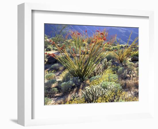 Blooming Ocotillo Cactus and Brittlebush Desert Wildflowers, Anza-Borrego Desert State Park-Christopher Talbot Frank-Framed Photographic Print