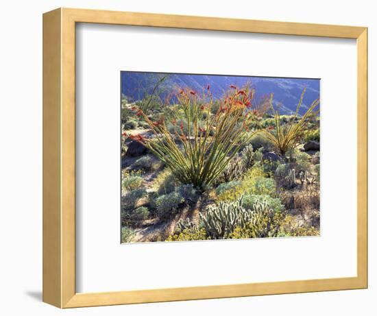 Blooming Ocotillo Cactus and Brittlebush Desert Wildflowers, Anza-Borrego Desert State Park-Christopher Talbot Frank-Framed Photographic Print