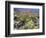 Blooming Ocotillo Cactus and Brittlebush Desert Wildflowers, Anza-Borrego Desert State Park-Christopher Talbot Frank-Framed Photographic Print