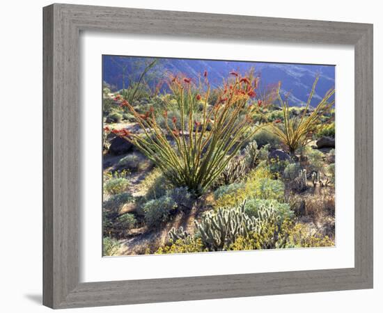 Blooming Ocotillo Cactus and Brittlebush Desert Wildflowers, Anza-Borrego Desert State Park-Christopher Talbot Frank-Framed Photographic Print