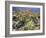 Blooming Ocotillo Cactus and Brittlebush Desert Wildflowers, Anza-Borrego Desert State Park-Christopher Talbot Frank-Framed Photographic Print