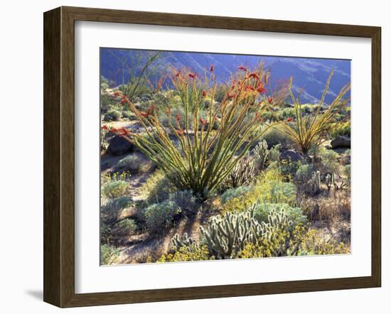 Blooming Ocotillo Cactus and Brittlebush Desert Wildflowers, Anza-Borrego Desert State Park-Christopher Talbot Frank-Framed Photographic Print